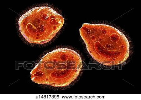 Computer illustration of the ciliate protozoan Balantidium coli, an intestinal parasite that may cause ulcers (balantidiasis) in the intestinal tract of humans. It is a rare form of dysentery, which is mainly limited to farm workers and those in close... View Large Photo Image Stock Photography - Computer illustration of the ciliate protozoan Balantidium coli, an intestinal parasite that may cause ulcers (balantidiasis) in the intestinal tract of humans. It is a rare form of dysentery, which is mainly limited to farm workers and those in close.... Fotosearch