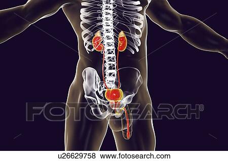 Computer illustration of the male urinary system, which includes the adrenal gland, the kidneys, the urinary bladder, the ureter, the prostate and the urethra. View Large Photo Image Stock Photo - Computer illustration of the male urinary system, which includes the adrenal gland, the kidneys, the urinary bladder, the ureter, the prostate and the urethra.. Fotosearch