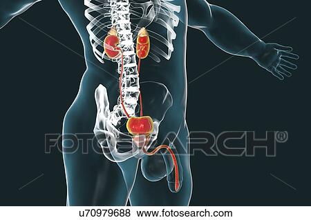 Stock Photo - Computer illustration of the male urinary system, which includes the adrenal gland, the kidneys, the urinary bladder, the ureter, the prostate and the urethra.. Fotosearch