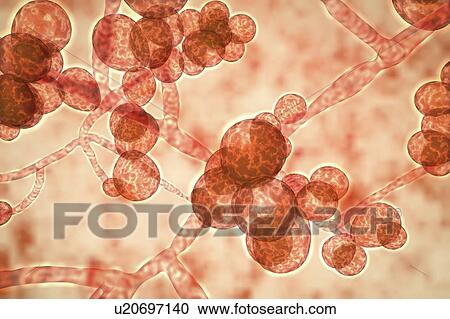 Computer illustration of the unicellular fungus (yeast) Candida auris. C. auris was first identified in 2009. It causes serious multidrug-resistant infections in hospitalized patients and has high mortality rates. It causes bloodstream, wound and ear... View Large Photo Image Stock Image - Computer illustration of the unicellular fungus (yeast) Candida auris. C. auris was first identified in 2009. It causes serious multidrug-resistant infections in hospitalized patients and has high mortality rates. It causes bloodstream, wound and ear.... Fotosearch