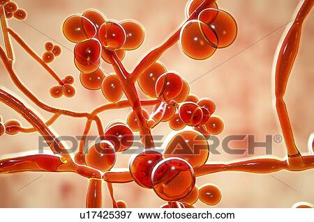 Computer illustration of the unicellular fungus (yeast) Candida auris. C. auris was first identified in 2009. It causes serious multidrug-resistant infections in hospitalized patients and has high mortality rates. It causes bloodstream, wound and ear... View Large Photo Image Stock Photo - Computer illustration of the unicellular fungus (yeast) Candida auris. C. auris was first identified in 2009. It causes serious multidrug-resistant infections in hospitalized patients and has high mortality rates. It causes bloodstream, wound and ear.... Fotosearch