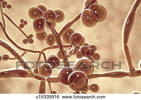 Stock Photograph - Computer illustration of the unicellular fungus (yeast) Candida auris. C. auris was first identified in 2009. It causes serious multidrug-resistant infections in hospitalized patients and has high mortality rates. It causes bloodstream, wound and ear.... Fotosearch