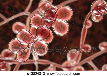 Computer illustration of the yeast and hyphae stages of Candida albicans. A yeast-like fungus commonly occurring on human skin, in the upper respiratory, alimentary and female genital tracts. This fungus has a dimorphic life cycle with yeast and... View Large Photo Image Stock Image - Computer illustration of the yeast and hyphae stages of Candida albicans. A yeast-like fungus commonly occurring on human skin, in the upper respiratory, alimentary and female genital tracts. This fungus has a dimorphic life cycle with yeast and.... Fotosearch