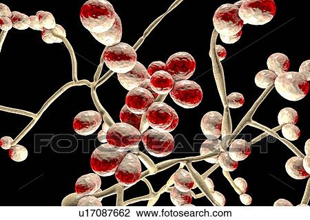 Stock Image - Computer illustration of the yeast and hyphae stages of Candida albicans. A yeast-like fungus commonly occurring on human skin, in the upper respiratory, alimentary and female genital tracts. This fungus has a dimorphic life cycle with yeast and.... Fotosearch