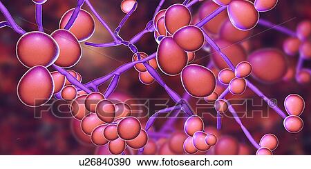 Stock Image - Computer illustration of the yeast and hyphae stages of Candida albicans. A yeast-like fungus commonly occurring on human skin, in the upper respiratory, alimentary and female genital tracts. This fungus has a dimorphic life cycle with yeast and.... Fotosearch