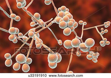 Stock Image - Computer illustration of the yeast and hyphae stages of Candida albicans. A yeast-like fungus commonly occurring on human skin, in the upper respiratory, alimentary and female genital tracts. This fungus has a dimorphic life cycle with yeast and.... Fotosearch