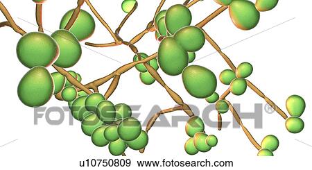 Stock Photo - Computer illustration of the yeast and hyphae stages of Candida albicans. A yeast-like fungus commonly occurring on human skin, in the upper respiratory, alimentary and female genital tracts. This fungus has a dimorphic life cycle with yeast and.... Fotosearch