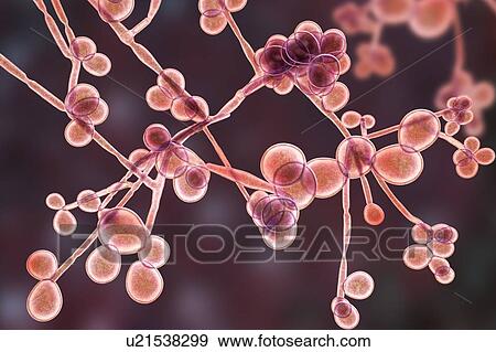 Computer illustration of the yeast and hyphae stages of Candida albicans. A yeast-like fungus commonly occurring on human skin, in the upper respiratory, alimentary and female genital tracts. This fungus has a dimorphic life cycle with yeast and... View Large Photo Image Stock Photo - Computer illustration of the yeast and hyphae stages of Candida albicans. A yeast-like fungus commonly occurring on human skin, in the upper respiratory, alimentary and female genital tracts. This fungus has a dimorphic life cycle with yeast and.... Fotosearch