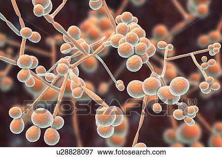 Stock Photo - Computer illustration of the yeast and hyphae stages of Candida albicans. A yeast-like fungus commonly occurring on human skin, in the upper respiratory, alimentary and female genital tracts. This fungus has a dimorphic life cycle with yeast and.... Fotosearch