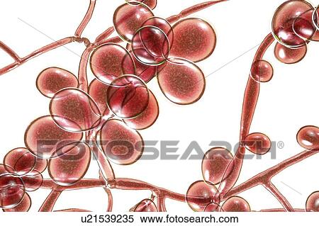 Stock Photography - Computer illustration of the yeast and hyphae stages of Candida albicans. A yeast-like fungus commonly occurring on human skin, in the upper respiratory, alimentary and female genital tracts. This fungus has a dimorphic life cycle with yeast and.... Fotosearch