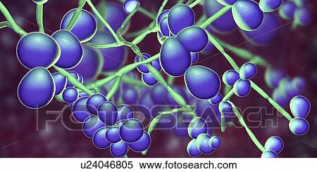 Computer illustration of the yeast and hyphae stages of Candida albicans. A yeast-like fungus commonly occurring on human skin, in the upper respiratory, alimentary and female genital tracts. This fungus has a dimorphic life cycle with yeast and... View Large Photo Image Stock Photography - Computer illustration of the yeast and hyphae stages of Candida albicans. A yeast-like fungus commonly occurring on human skin, in the upper respiratory, alimentary and female genital tracts. This fungus has a dimorphic life cycle with yeast and.... Fotosearch