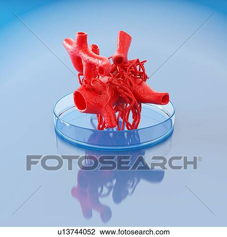 Stock Image - Concept of bioprinting of circulatory system. Part of the blood vessel ready for transplantation to the patient. 3D illustration.. Fotosearch