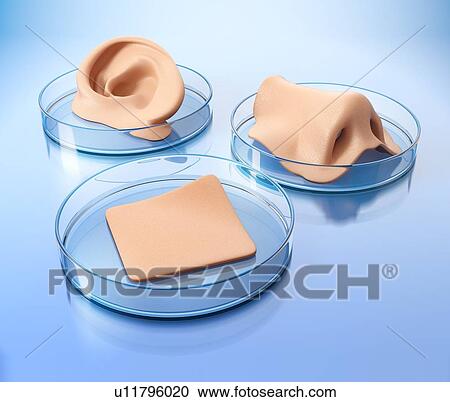Concept of bioprinting of tissues and organs. Human ear, nose and part of skin ready for transplantation to the patient. 3D illustration. View Large Photo Image Stock Image - Concept of bioprinting of tissues and organs. Human ear, nose and part of skin ready for transplantation to the patient. 3D illustration.. Fotosearch