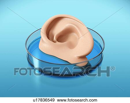 Stock Photo - Concept of bioprinting of tissues and organs. Human ear ready for transplantation to the patient. 3D illustration.. Fotosearch
