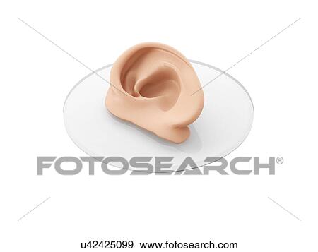 Stock Photo - Concept of bioprinting of tissues and organs. 3D illustration of human ear, isolated on white background.. Fotosearch