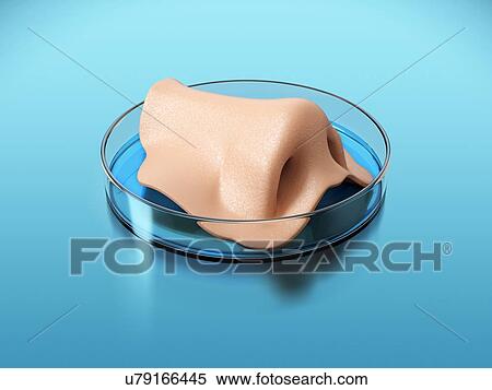 Concept of bioprinting of tissues and organs. Human nose ready for transplantation to the patient. 3D illustration. View Large Photo Image Stock Photography - Concept of bioprinting of tissues and organs. Human nose ready for transplantation to the patient. 3D illustration.. Fotosearch