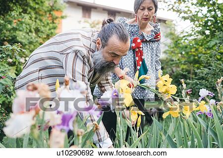 Stock Image - Couple picking flowers from garden. Fotosearch