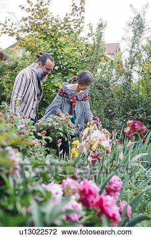 Couple picking flowers from garden View Large Photo Image Stock Image - Couple picking flowers from garden. Fotosearch