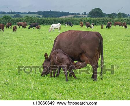 Cow grazing with feeding calf in field View Large Photo Image Stock Photo - Cow grazing with feeding calf in field. Fotosearch