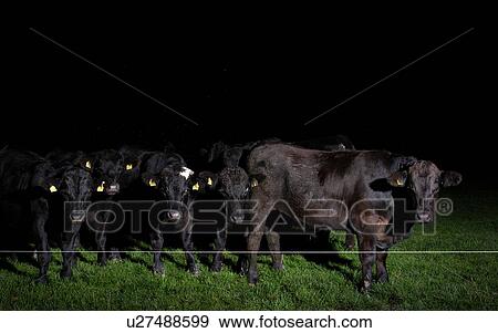 Stock Photo - Cows behind fence at night, Grouw, Friesland, Netherlands. Fotosearch