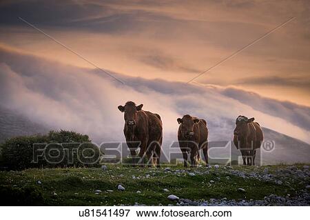 Cows, floating mist at sunset in background, Fanore, Clare, Ireland View Large Photo Image Stock Photo - Cows, floating mist at sunset in background, Fanore, Clare, Ireland. Fotosearch