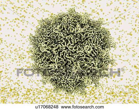 Stock Photo - Coxsackievirus virus particle, illustration. Coxsackie virus particles (virions) consist of an outer protein coat (capsid) encasing RNA (ribonucleic acid), the genetic material of the virus. Coxsackievirus is s type of enterovirus. It is among the.... Fotosearch