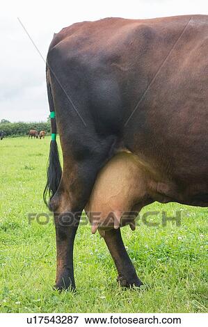 Stock Photo - Dairy cow in field, detail of hind legs and udder. Fotosearch