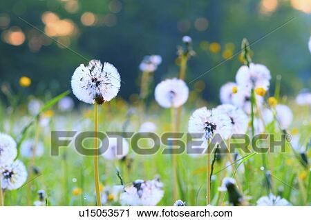 Stock Image - Dandelion seedheads.. Fotosearch