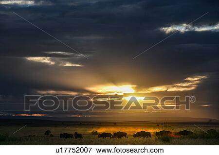 Dawn on plains of Masai Mara, Kenya View Large Photo Image Stock Photo - Dawn on plains of Masai Mara, Kenya. Fotosearch