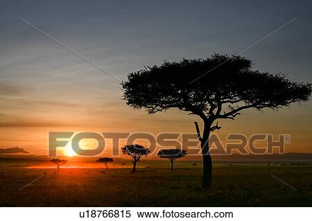 Stock Photography - Dawn on plains of Masai Mara, Kenya. Fotosearch