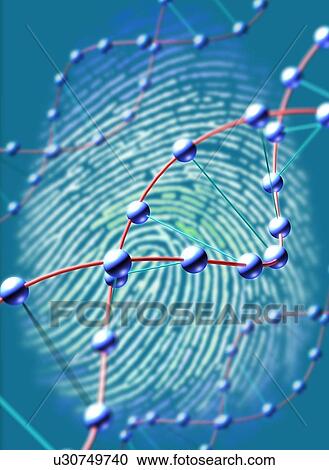 Digital fingerprint. Illustration of a human fingerprint with strands of DNA (deoxyribonucleic acid) in front of it, symbolising the concept of a DNA fingerprint. View Large Photo Image Stock Image - Digital fingerprint. Illustration of a human fingerprint with strands of DNA (deoxyribonucleic acid) in front of it, symbolising the concept of a DNA fingerprint.. Fotosearch
