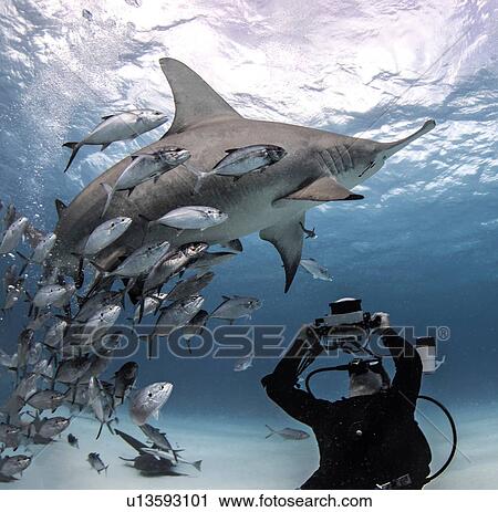 Diver taking photograph of great hammerhead shark, Alice Town, Bimini, Bahamas View Large Photo Image Stock Image - Diver taking photograph of great hammerhead shark, Alice Town, Bimini, Bahamas. Fotosearch