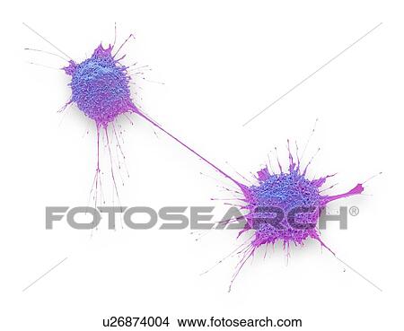 Picture - Dividing prostate cancer cells, coloured scanning electron micrograph (SEM). Such cells can clump to form tumours, which often invade and destroy surrounding tissues. The prostate is a small gland found in men just below the bladder, surrounding the.... Fotosearch