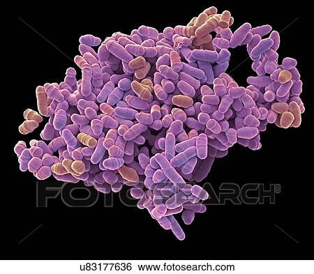Dividing yeast cells. Coloured scanning electron micrograph (SEM) of Schizosaccharomyces pombe yeast cells dividing. S. pombe is a single-celled fungus that is studied widely as a model organism for eukaryotic cell division. It is a rod-shaped yeast... View Large Photo Image Stock Photograph - Dividing yeast cells. Coloured scanning electron micrograph (SEM) of Schizosaccharomyces pombe yeast cells dividing. S. pombe is a single-celled fungus that is studied widely as a model organism for eukaryotic cell division. It is a rod-shaped yeast.... Fotosearch