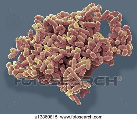 Stock Photography - Dividing yeast cells. Coloured scanning electron micrograph (SEM) of Schizosaccharomyces pombe yeast cells dividing. S. pombe is a single-celled fungus that is studied widely as a model organism for eukaryotic cell division. It is a rod-shaped yeast.... Fotosearch