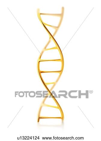 Picture - DNA molecule on white background, illustration.. Fotosearch