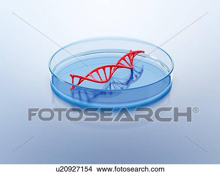 Picture - DNA structure in the petri dish. 3D illustration.. Fotosearch