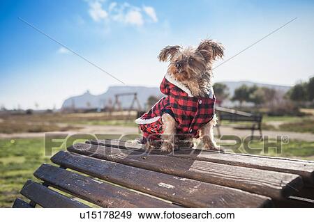 Dog in coat on top of wooden bench View Large Photo Image Stock Photo - Dog in coat on top of wooden bench. Fotosearch