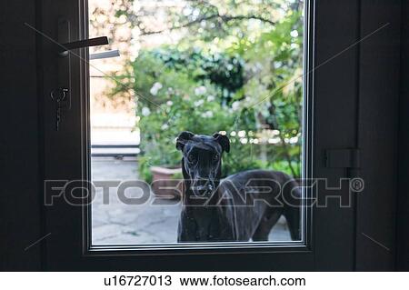 Dog looking into house from garden View Large Photo Image Stock Image - Dog looking into house from garden. Fotosearch