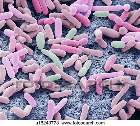 Stock Image - E. coli bacteria. Coloured scanning electron micrograph of the rod-shaped, Gram-negative bacteria Escherichia coli, commonly known as E. coli. These bacteria are normal inhabitants of the human intestine (also animal intestines) and are usually.... Fotosearch