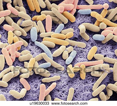 Stock Image - E. coli bacteria. Coloured scanning electron micrograph of the rod-shaped, Gram-negative bacteria Escherichia coli, commonly known as E. coli. These bacteria are normal inhabitants of the human intestine (also animal intestines) and are usually.... Fotosearch
