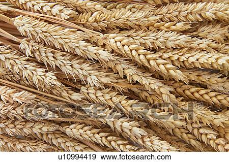 Ears of wheat, full frame. View Large Photo Image Stock Photo - Ears of wheat, full frame.. Fotosearch