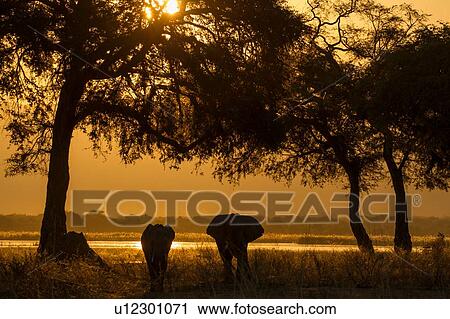 Elephant and calf (Loxodonta Africana), Zambezi River, Zimbabwe View Large Photo Image Stock Image - Elephant and calf (Loxodonta Africana), Zambezi River, Zimbabwe. Fotosearch