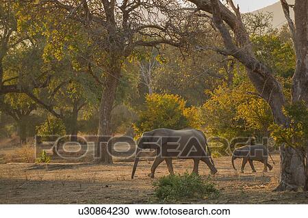 Elephant and calf (Loxodonta Africana), Mana Pools, Zimbabwe View Large Photo Image Stock Image - Elephant and calf (Loxodonta Africana), Mana Pools, Zimbabwe. Fotosearch