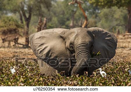 Picture - Elephant (Loxodonta Africana), Mana Pools, Zimbabwe. Fotosearch