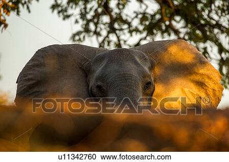 Stock Image - Elephant (Loxodonta Africana), Mana Pools, Zimbabwe. Fotosearch