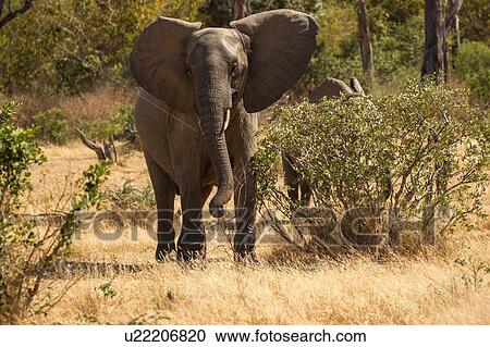 Elephant (Loxodonta Africana), Mana Pools, Zimbabwe View Large Photo Image Stock Image - Elephant (Loxodonta Africana), Mana Pools, Zimbabwe. Fotosearch