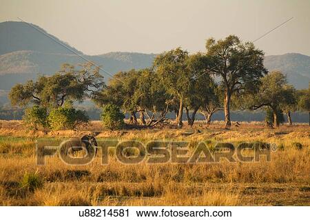 Elephant (Loxodonta Africana), Mana Pools, Zimbabwe View Large Photo Image Stock Image - Elephant (Loxodonta Africana), Mana Pools, Zimbabwe. Fotosearch
