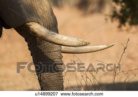 Stock Photo - Elephant (Loxodonta Africana), Mana Pools, Zimbabwe. Fotosearch