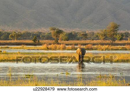 Elephant (Loxodonta Africana), Mana Pools, Zimbabwe View Large Photo Image Stock Photo - Elephant (Loxodonta Africana), Mana Pools, Zimbabwe. Fotosearch